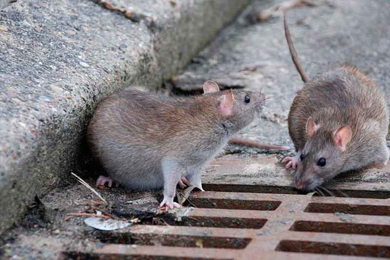 روشهای کشتن موش فاضلاب